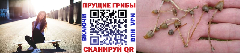 Псилоцибиновые грибы GOLDEN TEACHER  Няндома 